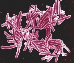 The bacteria that cause TB