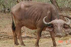 Buffalo in South Africa have been found to have Bovine TB